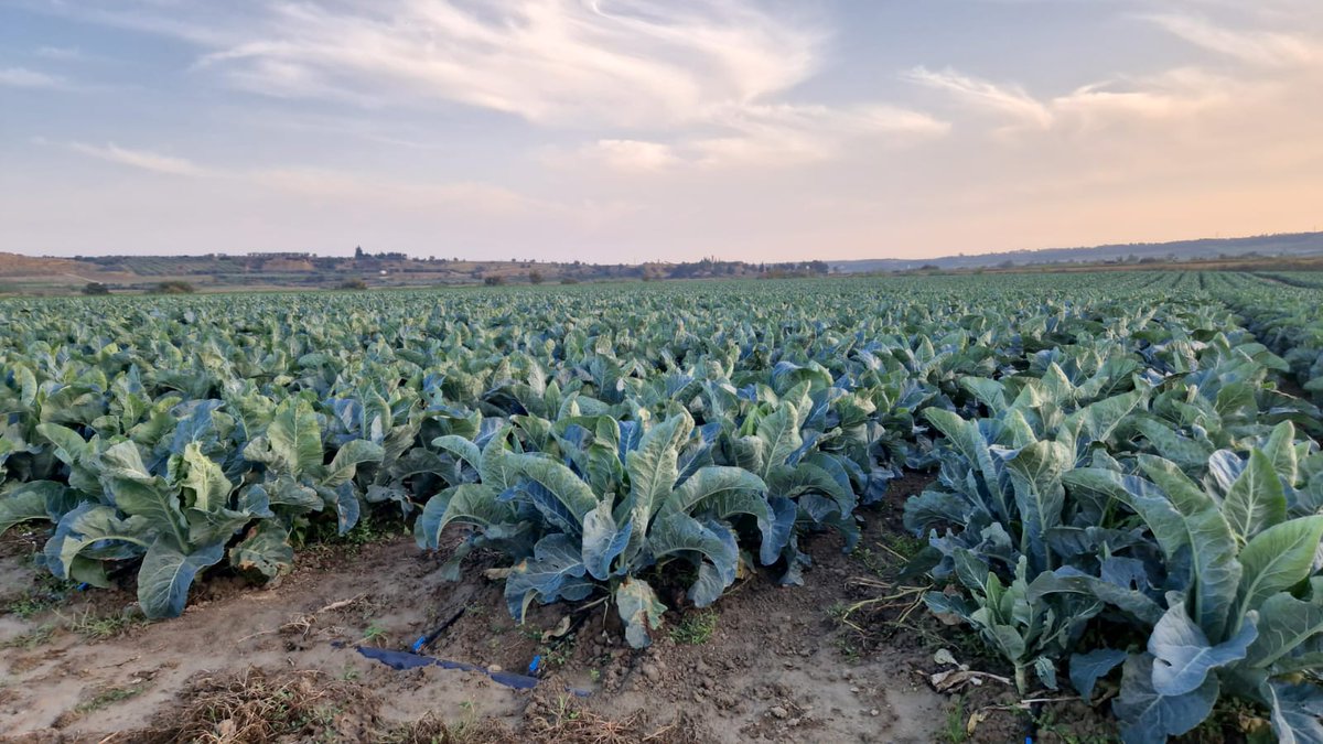 Copagri's tweet photo. L'#autunno รจ conosciuta come la stagione di #castagne e #foliage, ma รจ ricca di tanti altri prodotti della terra; non รจ ancora terminata la raccolta delle #olive che giร sono pronti #cavoli e #finocchi.
In foto i campi di un'azienda di #Montescaglioso, in provincia di #Matera. https://t.co/JJZyrNKogg