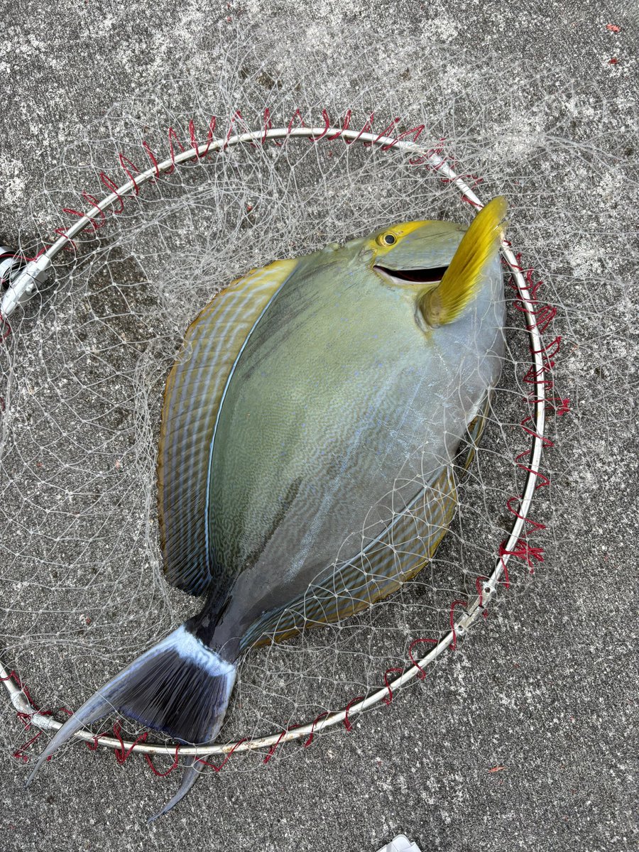 ウキはやっぱり松田ウキ🎣
#たくみ
58cm 2.38kg痩せ気味