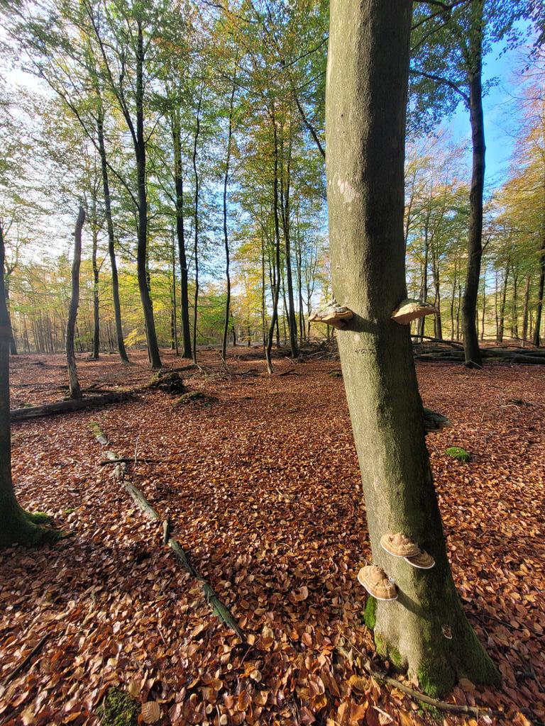 Evert Thomas tweet media