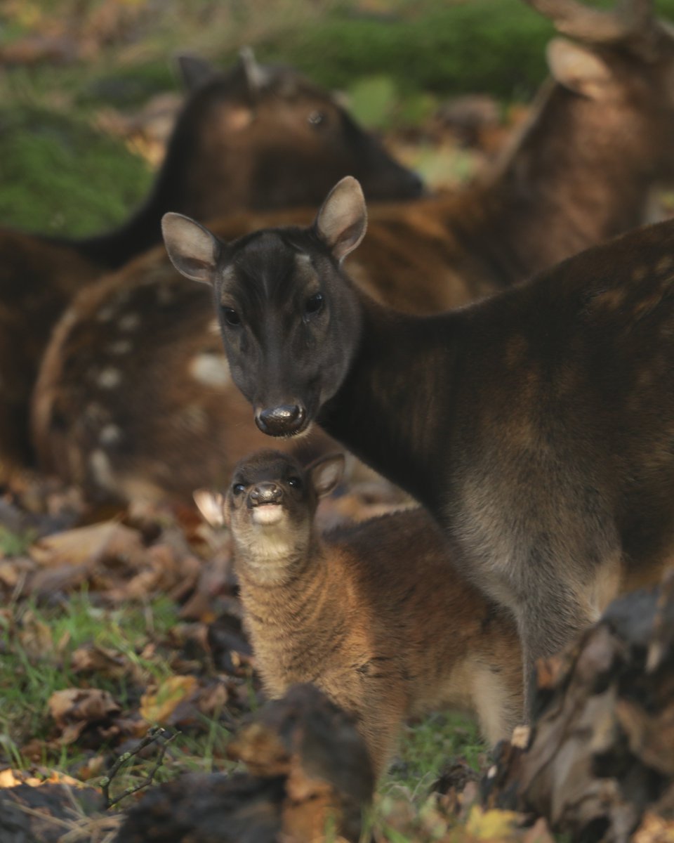 A RARE new arrival ✨

Visayan spotted deer pair Lyra and Pablo have welcomed a beautiful little fawn!

It's estimated just 700 Visayan spotted deer remain in the wild and sadly, the species has already become regionally extinct on several islands in the Philippines 🦌