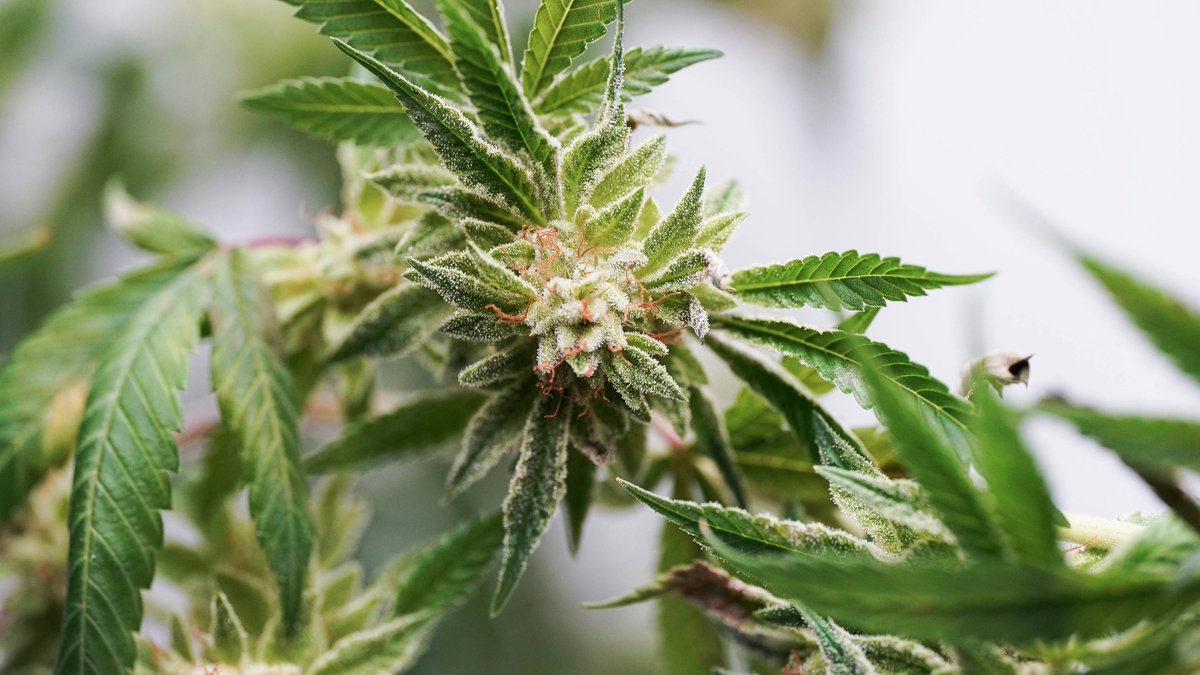 Oxford Population Health (OxPop) (@oxford_ndph) on Twitter photo A new study co-authored by researchers at Oxford Population Health finds that lifetime use of #cannabis is associated with changes in the brain, but may not be causal.
Read more 👉 bit.ly/4e2pZA1
<a href="/OxPsychiatry/">Oxford Psychiatry</a> A new study co-authored by researchers at Oxford Population Health finds that lifetime use of #cannabis is associated with changes in the brain, but may not be causal.
Read more 👉 bit.ly/4e2pZA1
<a href="/OxPsychiatry/">Oxford Psychiatry</a>