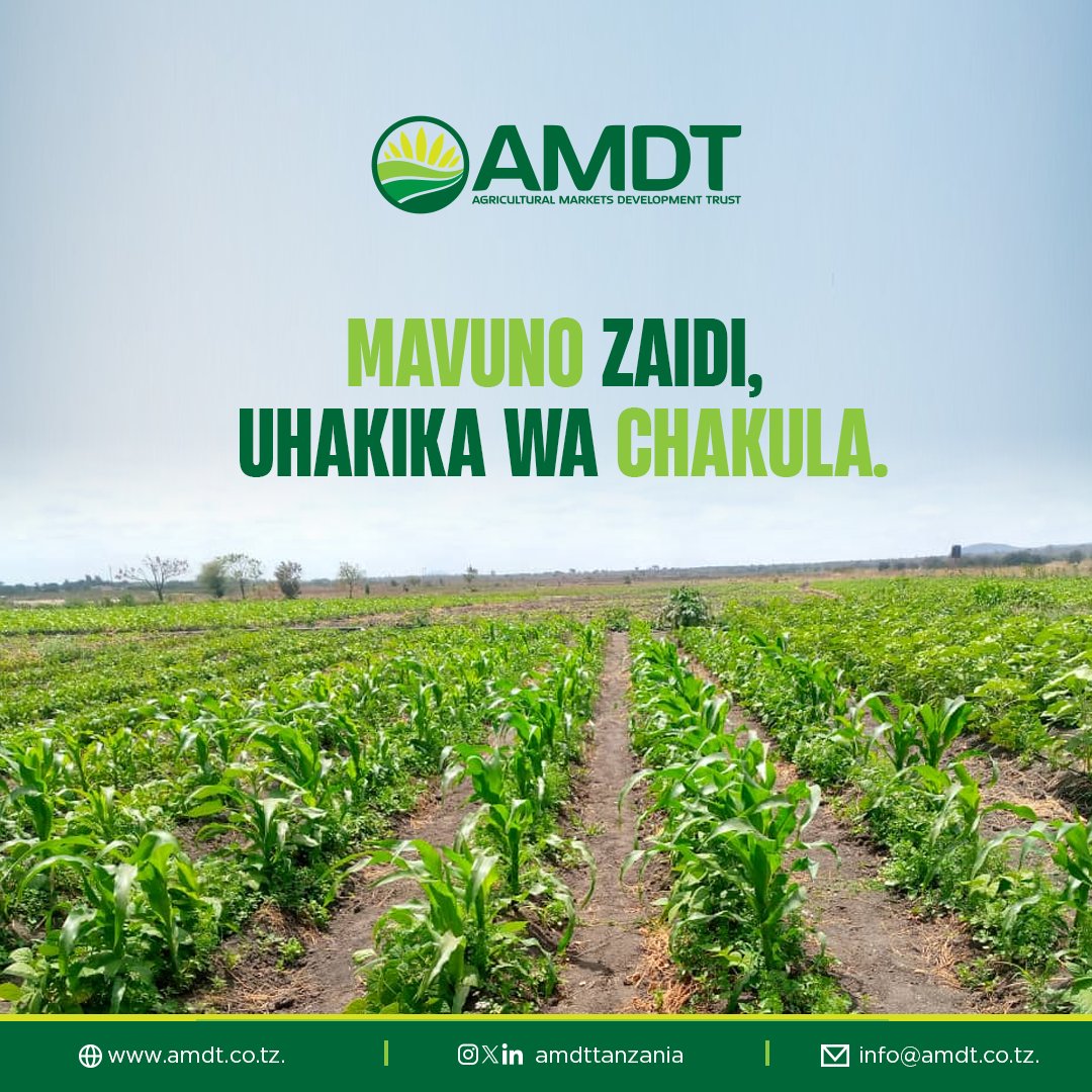 Kilimo cha umwagiliaji kinaweza kuongeza mavuno kwa zaidi ya asilimia 50 ikilinganishwa na kilimo kinachotegemea mvua pekee. #KilimoEndelevu
