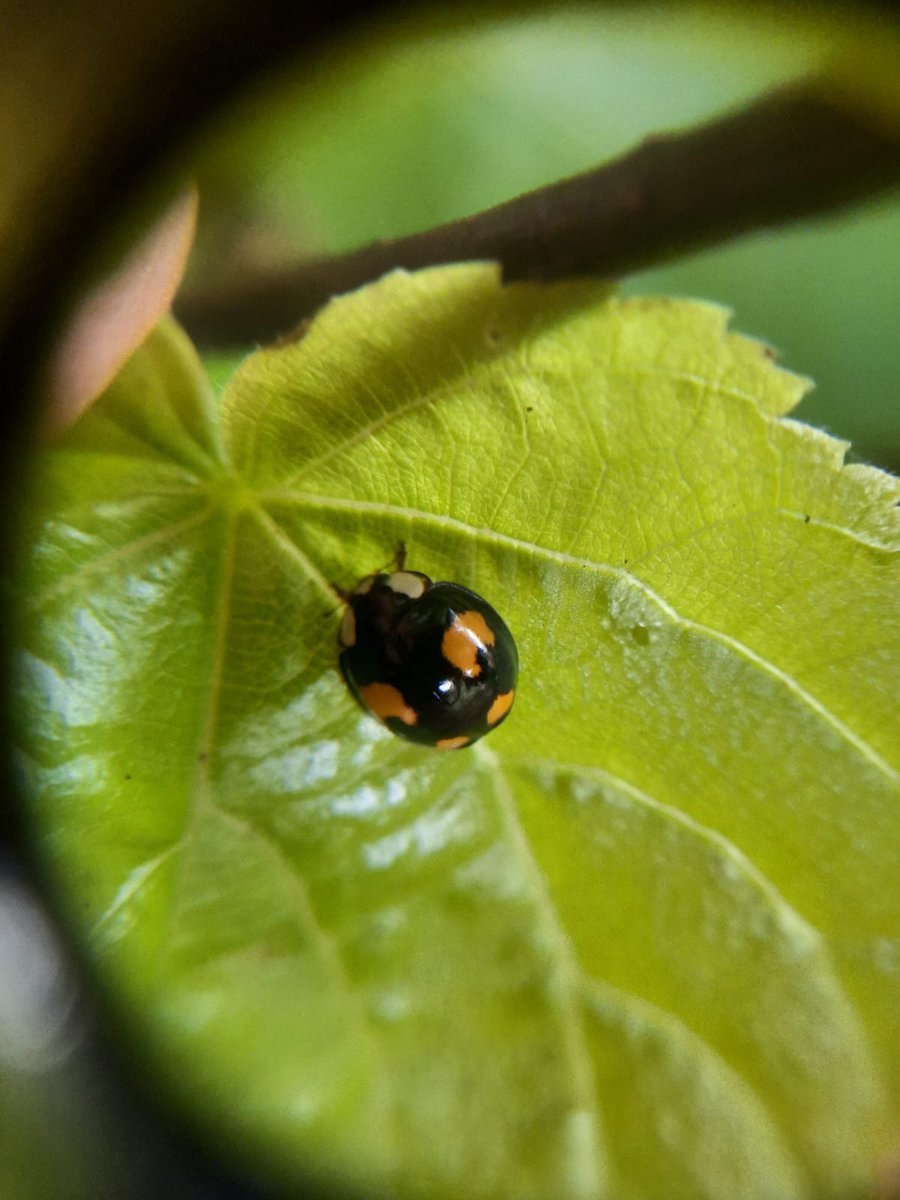 LEAF Ireland tweet media