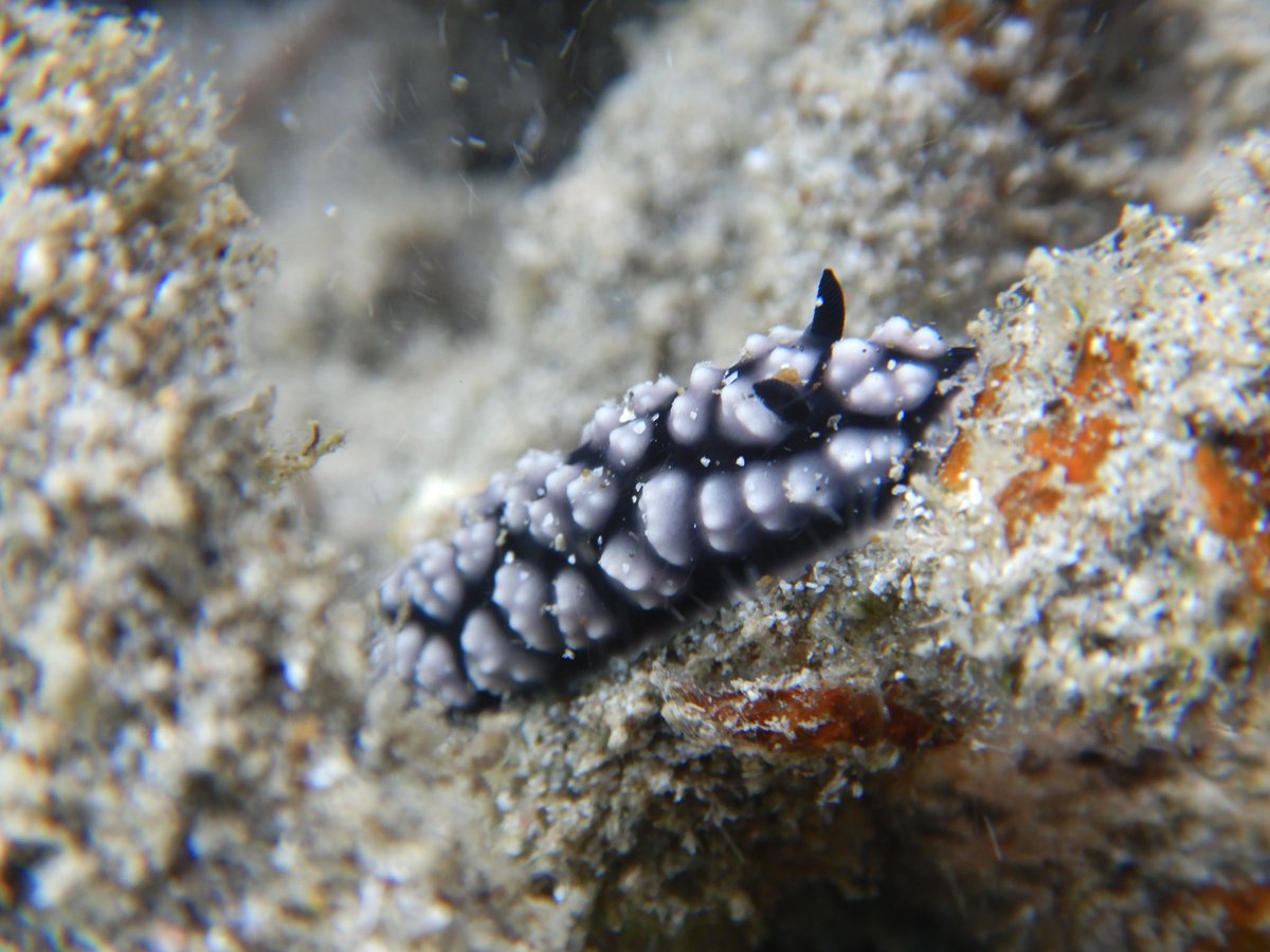 Ocmam8i33322V's tweet photo. ι
γγ¦γγγγ #SeaSlugDay https://t.co/pIvoLDsPzQ