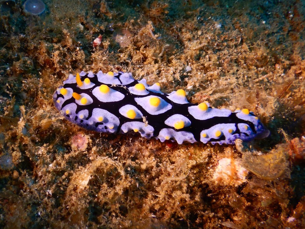 Ocmam8i33322V's tweet photo. ι
γγ¦γγγγ #SeaSlugDay https://t.co/pIvoLDsPzQ