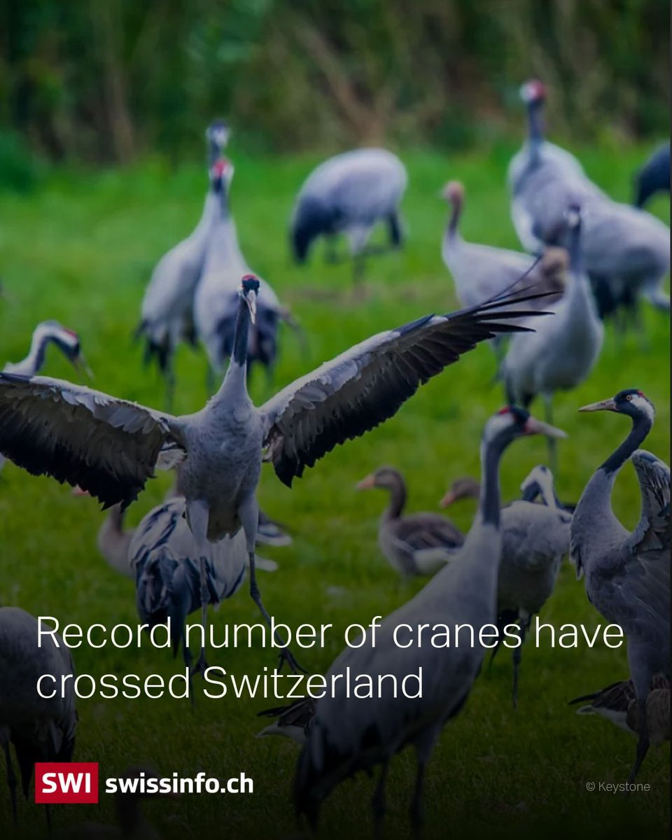 swissinfo.ch (@swissinfo_en) on Twitter photo A record-breaking sight! 🦅 Around 800 #cranes have been spotted flying over #Switzerland. The #Swiss Ornithological Institute in Sempach reports this is the highest number ever recorded at once in the country. Read more here 👉 buff.ly/4e4yyu3 // <a href="/Vogelwarte_scie/">Vogelwarte_Science</a> A record-breaking sight! 🦅 Around 800 #cranes have been spotted flying over #Switzerland. The #Swiss Ornithological Institute in Sempach reports this is the highest number ever recorded at once in the country. Read more here 👉 buff.ly/4e4yyu3 // <a href="/Vogelwarte_scie/">Vogelwarte_Science</a>