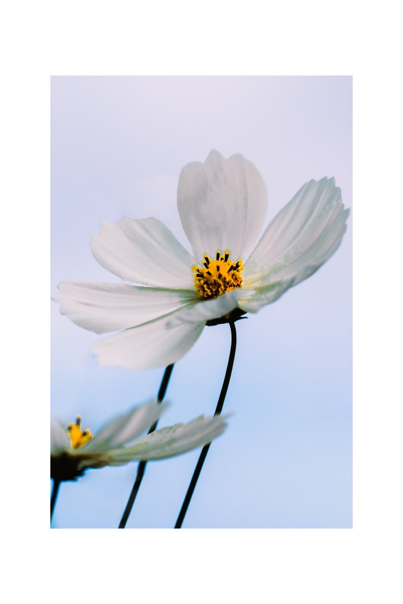 杉本健太/写真家【5/15〜17 渋谷ギャラリールデコ】 tweet media