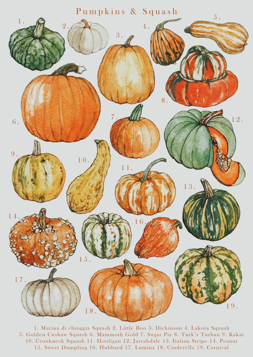 lamblittle_'s tweet photo. Pumpkins &amp; Squash 🍂
Happy Halloween! https://t.co/POAVO7gl0t