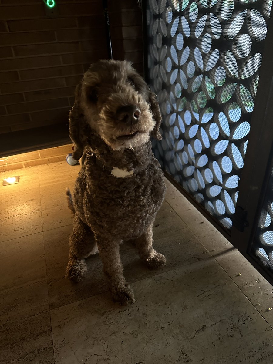 barjammar's tweet photo. My dog is so upset. Porch pirate stole her box of frozen dog food at 11:28 PM.  Wears Adidas jacket, mask, gloves and striped sneakers. Excelsior St Shenton Park
@MarshallC_UWA @uwanews https://t.co/KwY3EddYfN