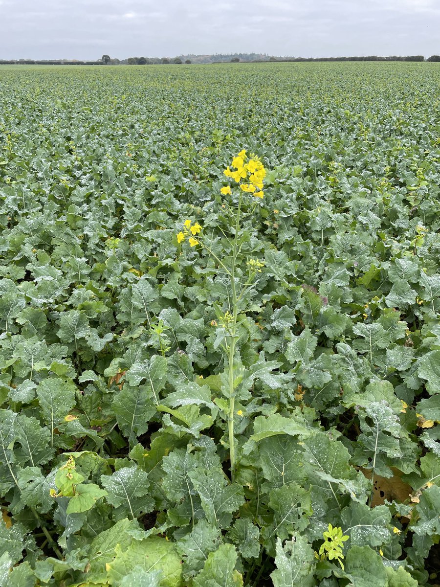 Henry Catling tweet media