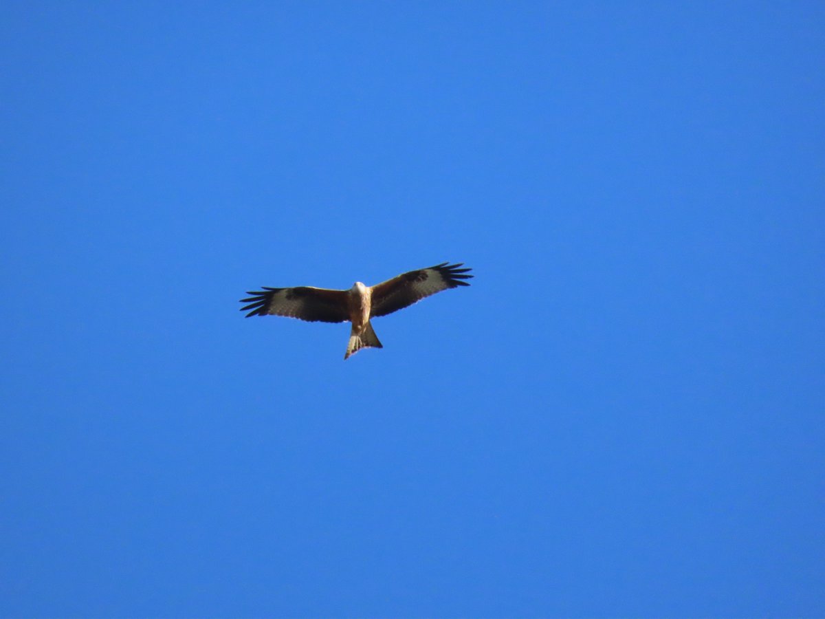 WildUK1's tweet photo. 📍Wreningham, Norfolk, England, UK

A Red Kite (Milvus milvus) soaring high on an autumnal thermal.

#RedKite #birdsofprey #wildlife #nature #birds #wildlifephotography #NaturePhotography #WondrousWild https://t.co/RBF5NZXSVJ