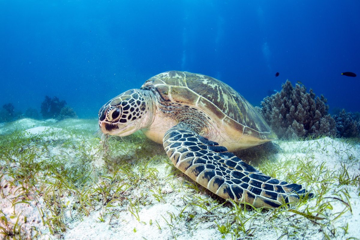UNDPEgypt's tweet image. 🐢In line w #SDG15, @UNDPEgypt developed a conservation action plan for endangered dugongs &amp;amp; sea turtles, bolstering gov efforts to protect them.

By addressing the challenges they face, this plan aims to halt the rapid loss of biodiversity &amp;amp; promote healthier marine ecosystems.