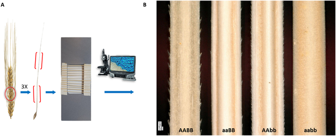 PPhenomics's tweet photo. 🌾 New #BarbNet AI detects barley awn barbs in images, aiding crop phenotyping. Accurate to 90%, it sorts awn types, advancing plant development studies. 🌱🔬 #agriculturetech #deeplearning
Details: https://t.co/T7ditUUe0A https://t.co/6ojvw0JiAT