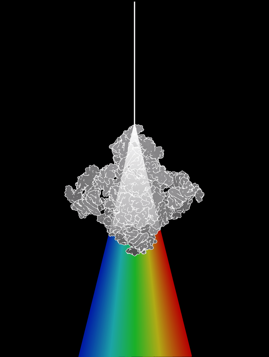 Max Planck Institute of Biophysics (@mpibp) on Twitter photo Amazing work by Olivia Pfeil-Gardiner <a href="/zoliviapg/">Olivia Pfeil-Gardiner</a> et al. from the <a href="/_Murphy_Lab/">Murphy Lab</a>! Using STEM-EELS, they mapped specific elements within protein structures, demonstrating the power of *reconstructed electron energy-loss (REEL)* analysis. 👀👉nature.com/articles/s4159… Amazing work by Olivia Pfeil-Gardiner <a href="/zoliviapg/">Olivia Pfeil-Gardiner</a> et al. from the <a href="/_Murphy_Lab/">Murphy Lab</a>! Using STEM-EELS, they mapped specific elements within protein structures, demonstrating the power of *reconstructed electron energy-loss (REEL)* analysis. 👀👉nature.com/articles/s4159…