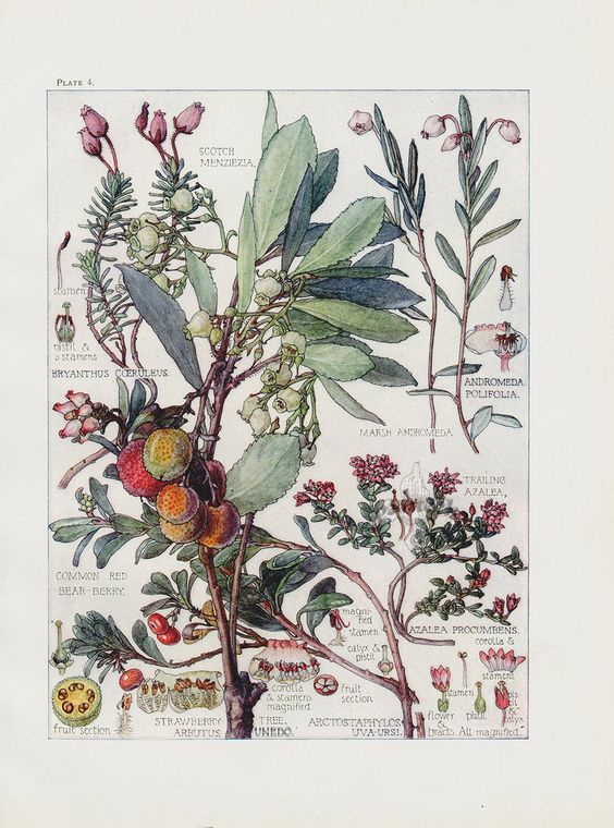 British Gardening History tweet media