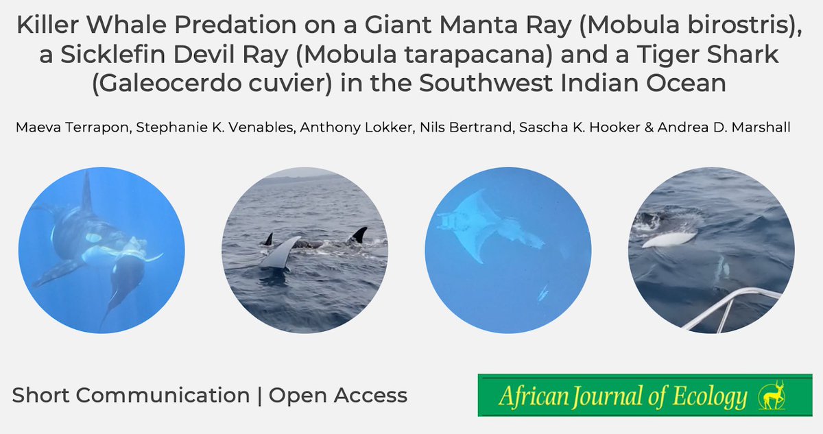 Maeva Terrapon (@mterrapon) on Twitter photo NEW PUBLICATION! 🎉🦈
In this #OpenAccess Short Communication, we compiled records of killer whale predation on three undescribed elasmobranch prey species in the SW Indian Ocean. Check it out at onlinelibrary.wiley.com/doi/10.1111/aj… . <a href="/WileyEcolEvol/">Wiley Ecology & Evolution</a> NEW PUBLICATION! 🎉🦈
In this #OpenAccess Short Communication, we compiled records of killer whale predation on three undescribed elasmobranch prey species in the SW Indian Ocean. Check it out at onlinelibrary.wiley.com/doi/10.1111/aj… . <a href="/WileyEcolEvol/">Wiley Ecology & Evolution</a>