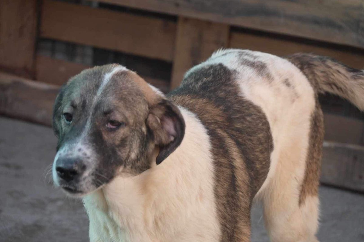 dorisfordie's tweet photo. URGENT - lone rescuer Carmen Madaras in Ro has been given less than 2 WEEKS to move these dogs or they’ll be seized. 90 dogs will be sent to a ps or pts. Please help 🙏 donations, rescues, orgs. P/pal carmenmadaras@yahoo.com #tweetsofdogs #rickygervais #peteregan #benfogle https://t.co/0GpUOl6lIy