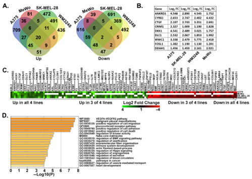 🏆Check out the Editor's Choice #Article "Identification of a Gene Signature That Predicts Dependence upon YAP/TAZ-TEAD" by Ryan Kanai et al mdpi.com/2072-6694/16/5…
🔹Interesting report on a targetable pathway leading to cancer development with potential therapeutic implications.