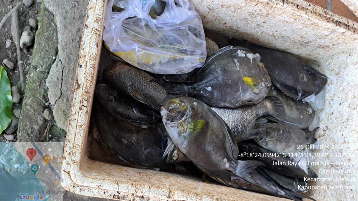 suendra3112's tweet photo. Sabtu (26/10), Nyoman Suendra, Luhkan Kab.Jembrana, di KUB Baruna Jaya, ds.Candikusuma, kec.Melaya, melaporkan tangkapan ikan Baronang, alat tangkap pancing, sebanyak 65 kg, harga 30000/kg
#GiatLuhkanSatminkalGONDOL #Jembrana #Tangkap
@bppsdm_gondol @bppsdm_kp @pusluhkp @kkpgoid https://t.co/pyaNLB1YgT