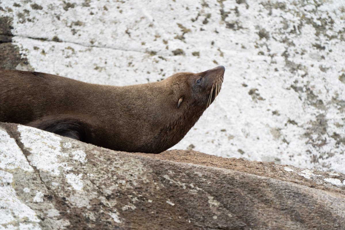 Kiwi, #pinniped and #maritime #law tweeps: does anyone know if the Seal Fisheries Protection Act of 1878 was the earliest law (globally) to prohibit the killing of a marine mammal? It was incredibly successful at protecting #NewZealand fur #seals. Thanks for any info🙏