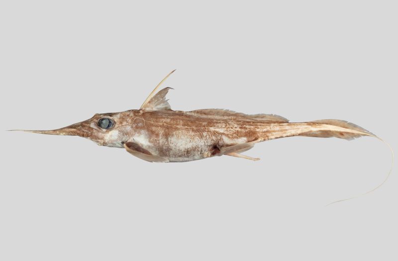 Everyone - it's Ghost Shark Day today! 👻🦈🥳

Frankly, the timing of the Day this year is spot on. Not only is it Halloween tomorrow, but just last month, a new species of ghost shark, aka chimaera, was identified by researchers!

1/5