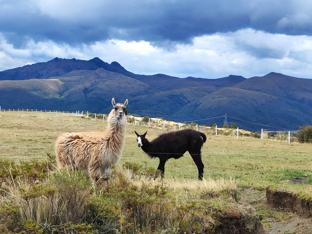 Camp Ecuador tweet media