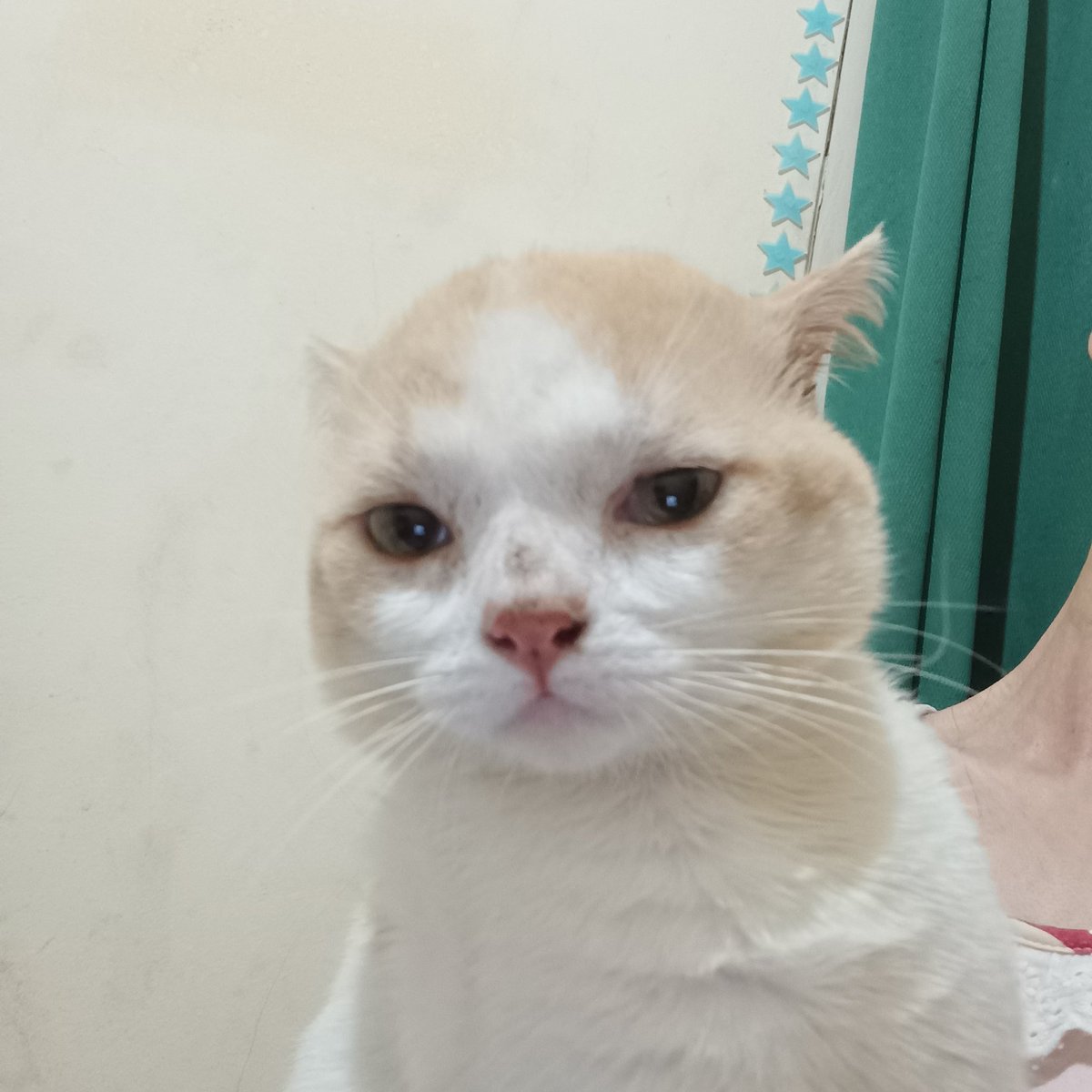 panggil aja ucok tweet media