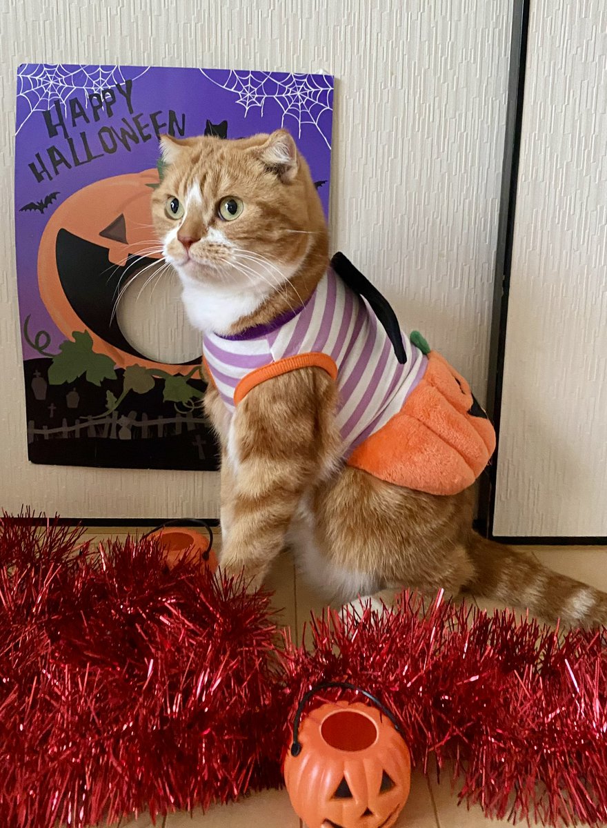 ちゃろちゃん (@charokichisan) / Posts / X