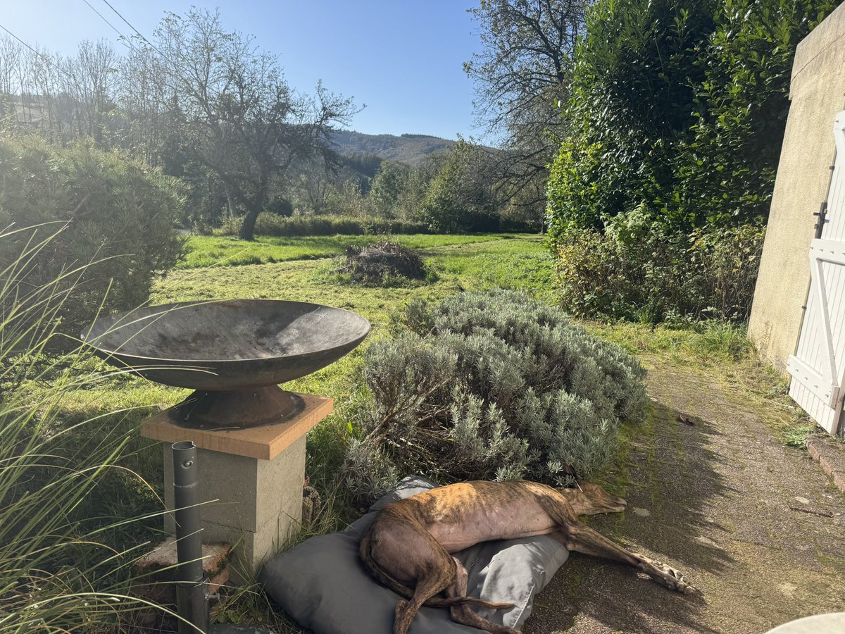 Glorious French weather in La Guillermie this week and a very happy dog.  A treat to have breakfast and lunch outside every day.