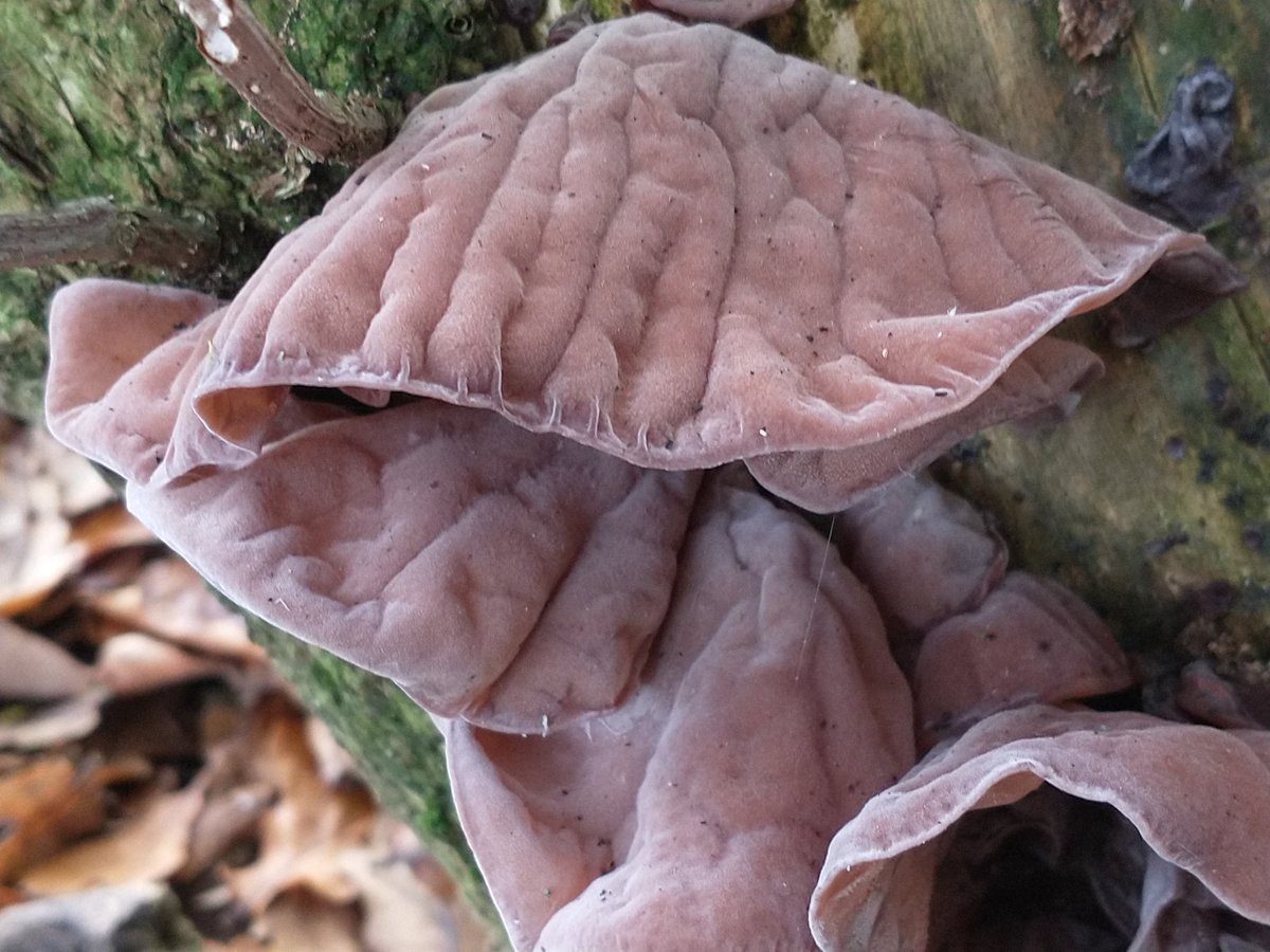 A jelly ear that thinks it's a 15 tog duvet 😊🤣 #macro #macrophotography #fungi #wednesdaymorning  #nature #wildlife #photohour