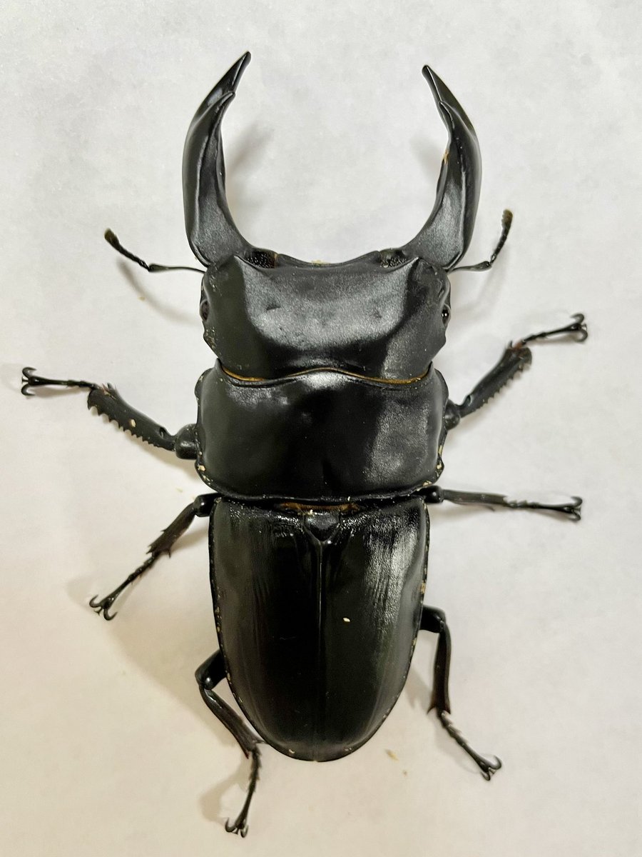 aipon0805's tweet image. 美コンの撮影練習をしてみてるのですが、とにかく動かずぴしーっとした状態で撮るのが難しいー‼️😂😂😂

#美コン
#KLB
#NLB