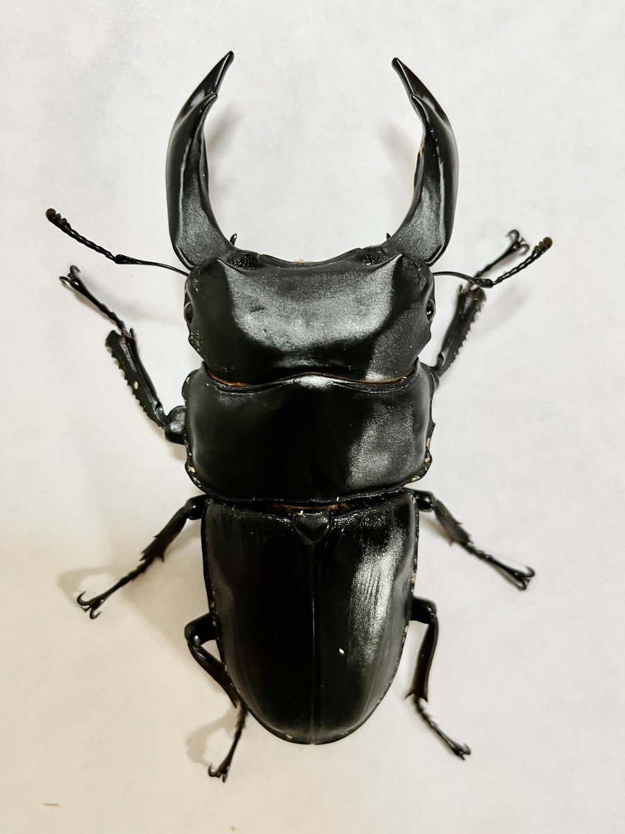 aipon0805's tweet image. 美コンの撮影練習をしてみてるのですが、とにかく動かずぴしーっとした状態で撮るのが難しいー‼️😂😂😂

#美コン
#KLB
#NLB