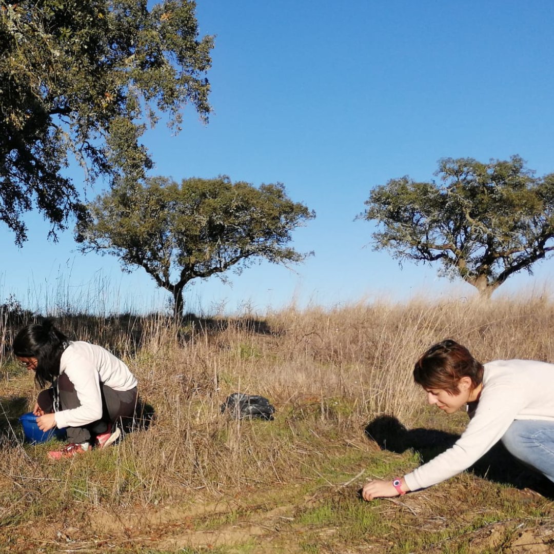 CEF - Centro de Estudos Florestais tweet media