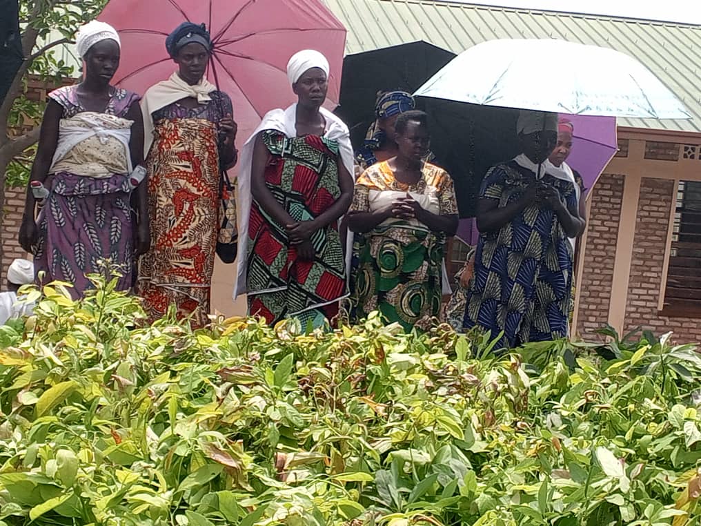 Today, Butare Diocese, in partnership with RDIS, launched a project to plant 1,000 avocado trees in Mubumbano Parish, Mukura Sector, Huye District. We are thankful for this opportunity to make a positive contribution to our community and the environment.