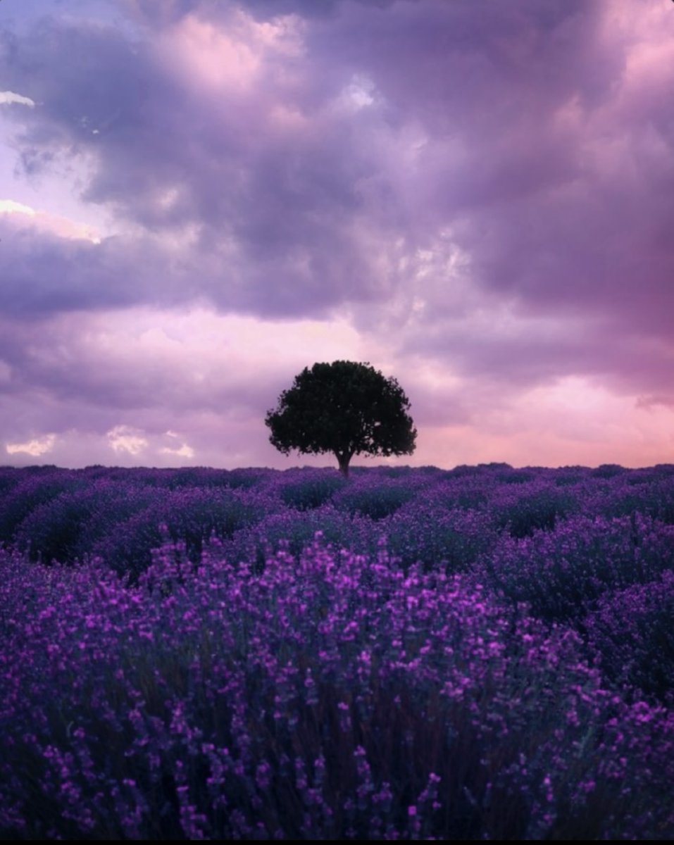 Moody morning💜