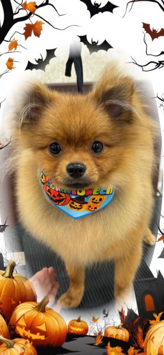 _ERINGIMAN69_'s tweet photo. @YuuuuuuuuuuNA うちの子も見て🐶 https://t.co/ycDklAmgQi