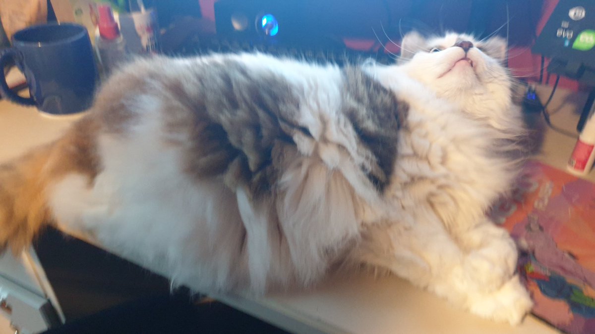 Mousecow tweet media