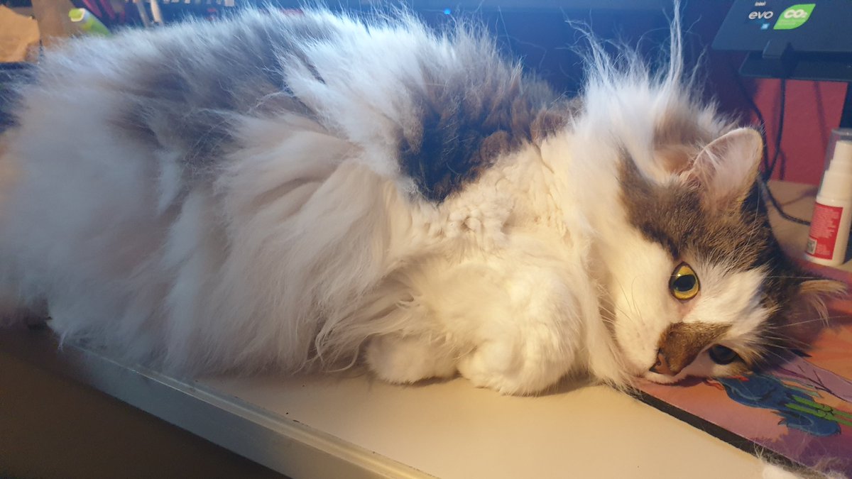 Mousecow tweet media