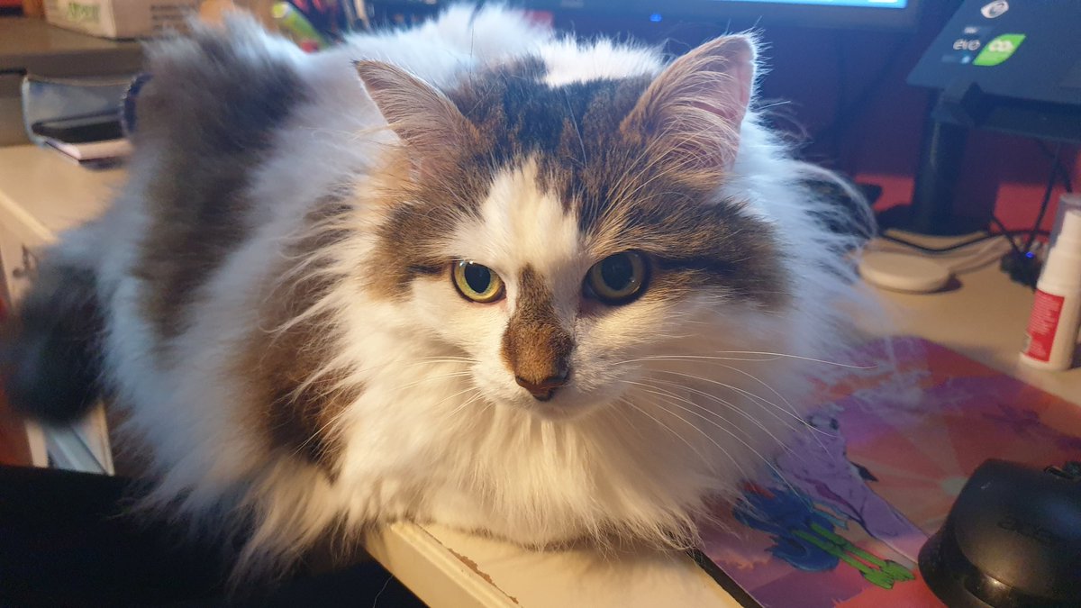 Mousecow tweet media