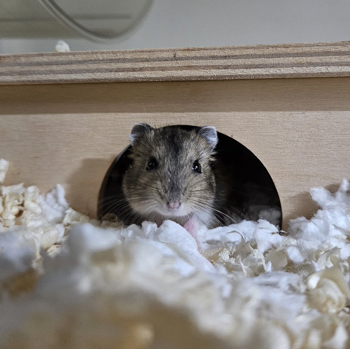 mimichi_hamster's tweet photo. 🦹‍♀️ 띵동
🐹 뉴구세여
🦹‍♀️ 가족이 생겼다는 좋은 소식이 생겨서 전하러왔어
🐹 녜???

#듀듀뱌뱌뵤뵤_평생가족찾아요 https://t.co/iOn2CHf0cI