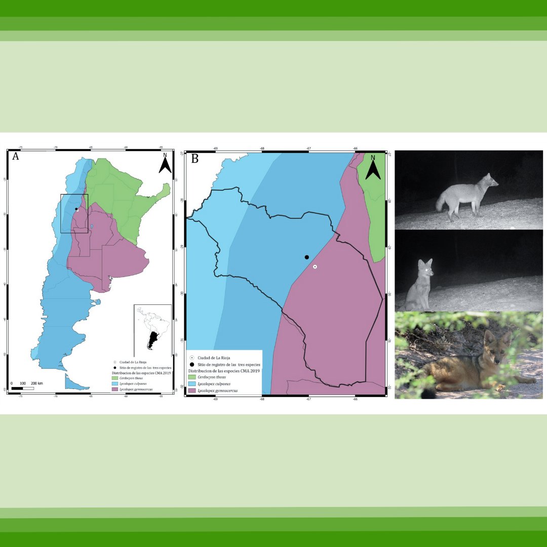 🟢 ¡Nuevo trabajo en #NotasSobreMamíferosSudamericanos!

⚫ Fariñas Torres y Chemisquy presentan el registro de una posible distribución simpátrica entre tres especies de zorros en el valle de Huaco, La Rioja