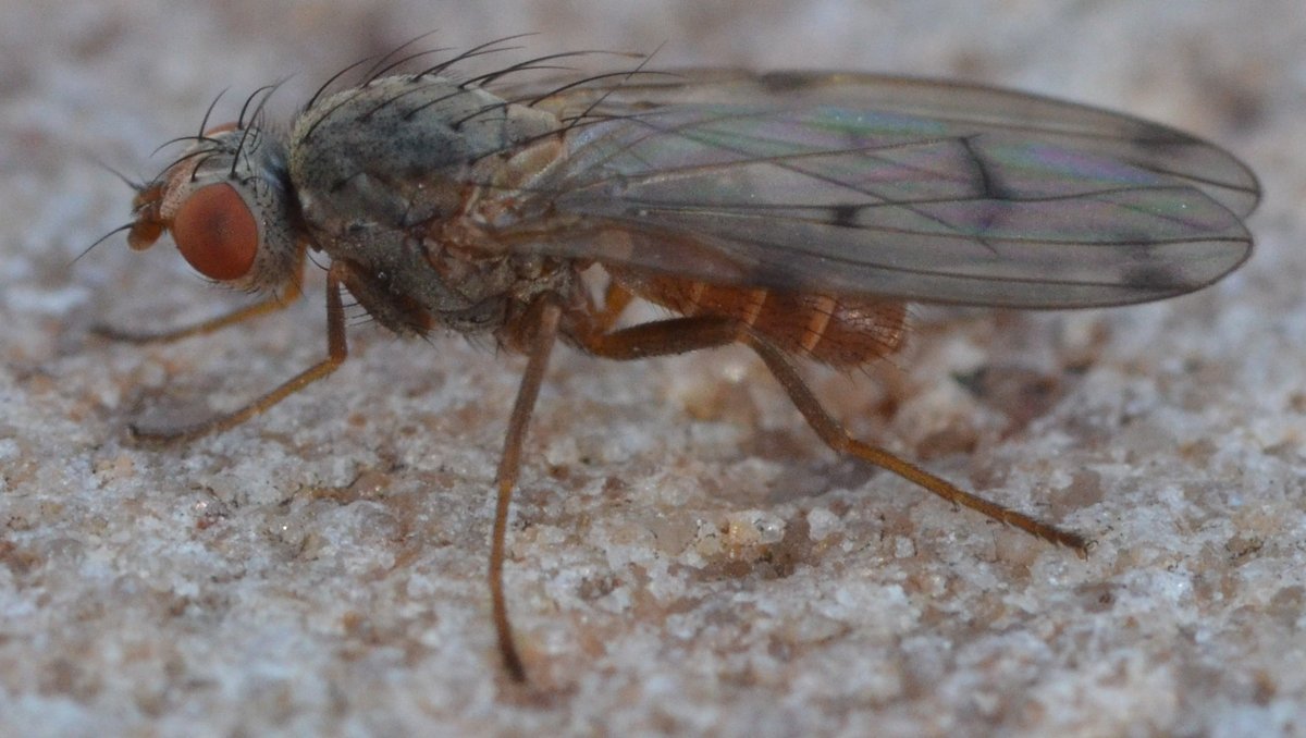 oecophora's tweet photo. Flies for nerds. This is a male of Palloptera scutellata. My first and apparently first for Denmark was November 4 years ago. Bycatch at UV-light for moths. Last year 2 males in Nov. Two nights ago at least 20 males. All by UV. No females. Apparently no other obs from Denmark. 🧵 https://t.co/kkDb8A4oP9