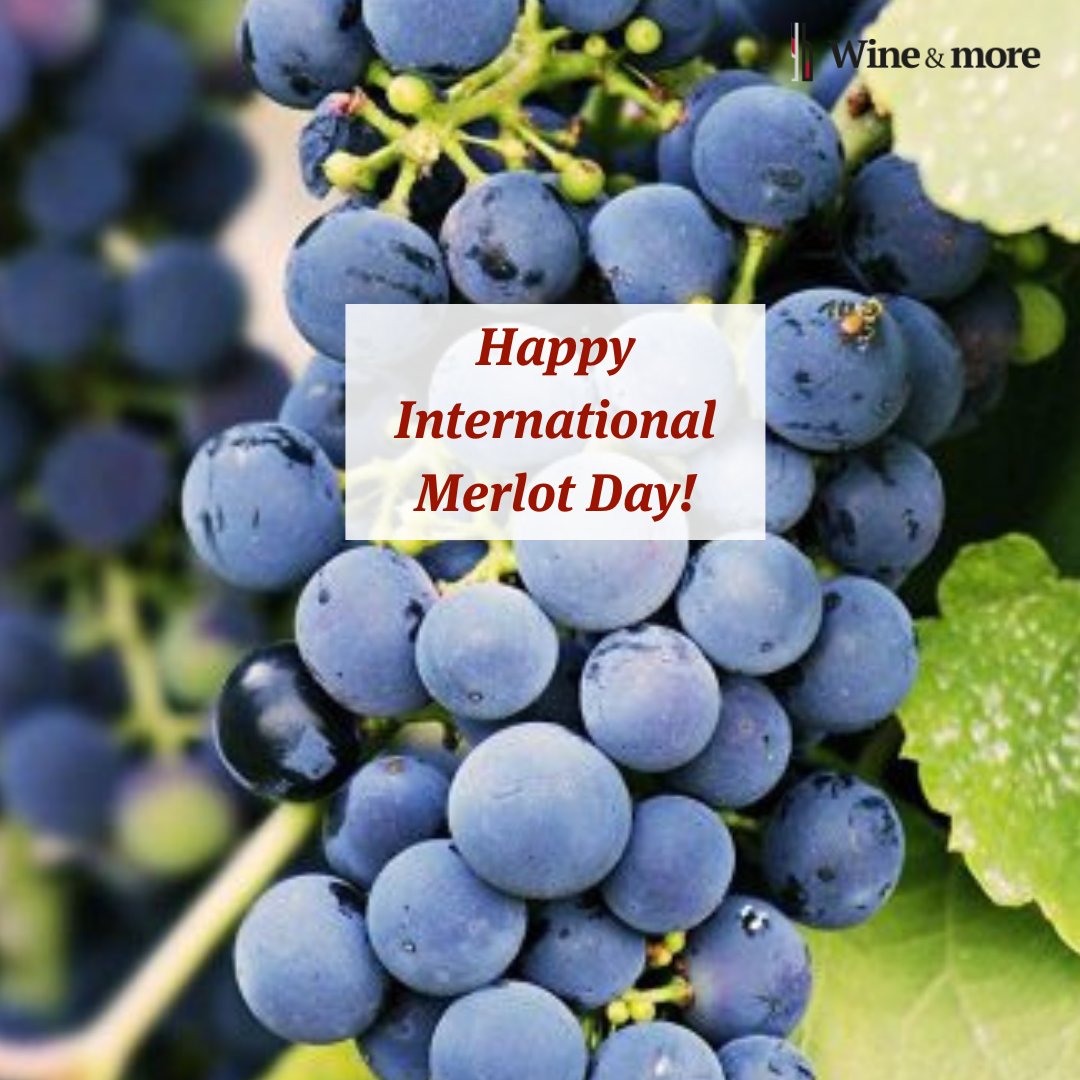 Today we celebrate the smooth, versatile, and lovable Merlot! From lush berries and hints of spice to rich, velvety textures, there’s so much to love about this classic. #wineandmore #winelovers #croatianwine #merlotwine #merlotwines
Our Merlot selection: tinyurl.com/ms4ed7dy