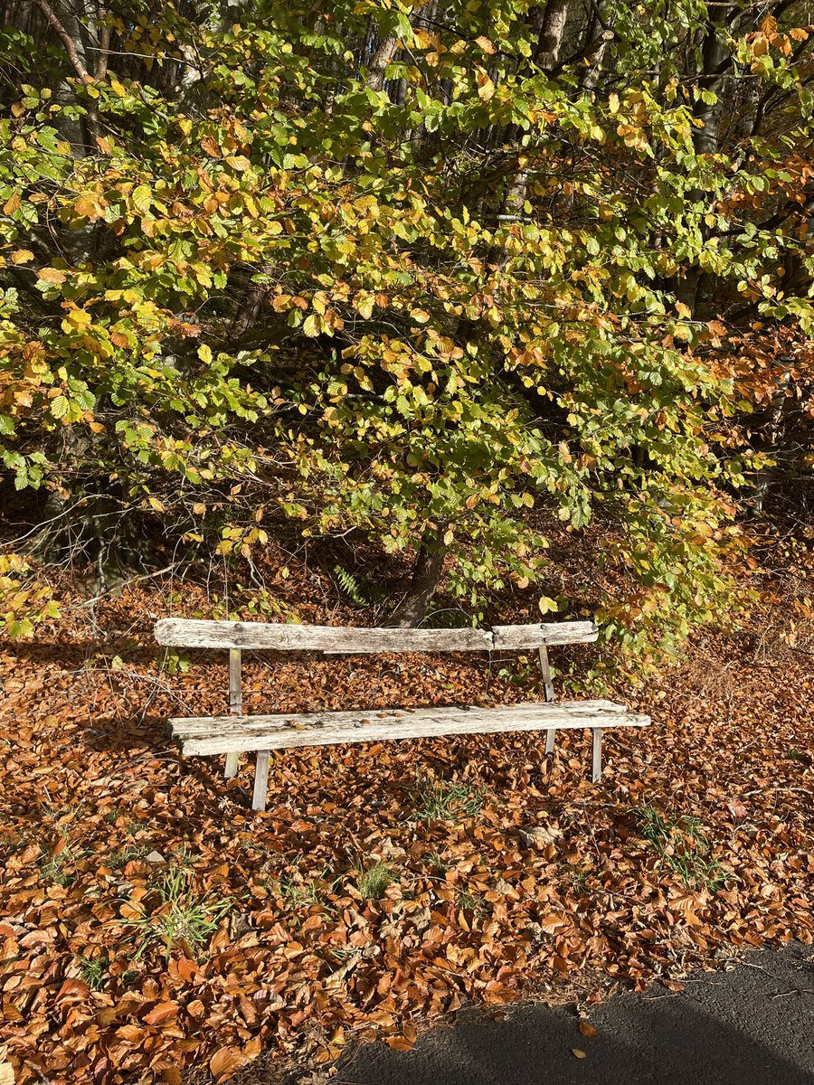 tigerbluefish's tweet photo. 30 October 🍂 https://t.co/IJYlSIkEIC