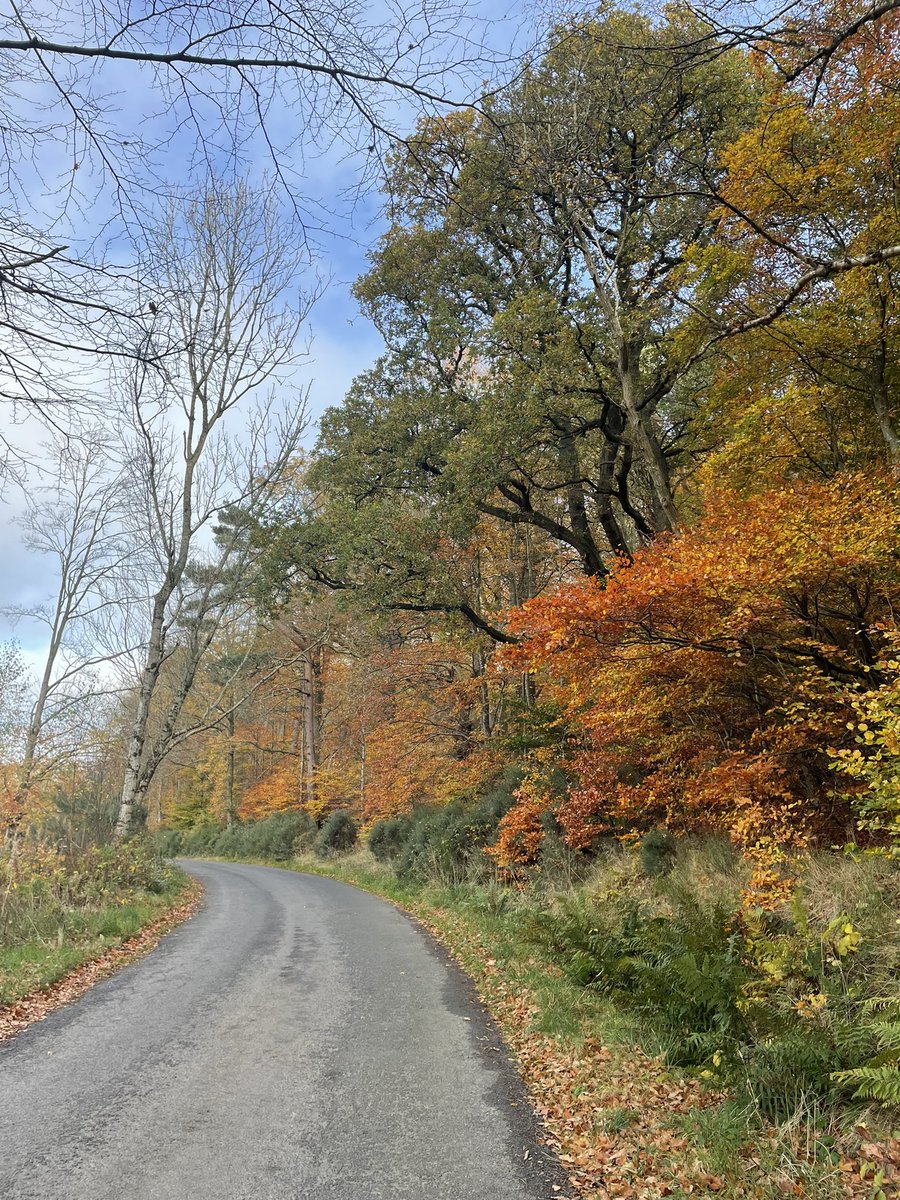 tigerbluefish's tweet photo. 30 October 🍂 https://t.co/IJYlSIkEIC