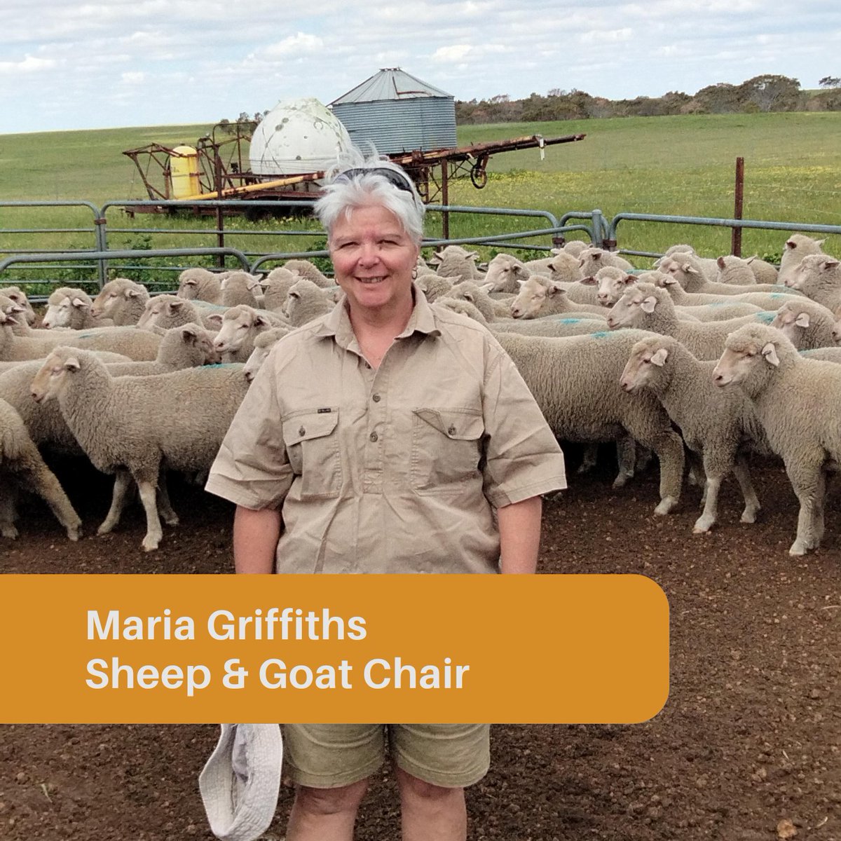 IFS_WA's tweet image. We’re excited to announce our new IFS Committee Chairs!

David Jarvie – Cattle
Maria Griffiths – Sheep &amp;amp; Goat
Peter Harkness – Grains, Seed &amp;amp; Hay

 Join us in congratulating them!

#WAFarmers #BiosecurityMatters #WAAg