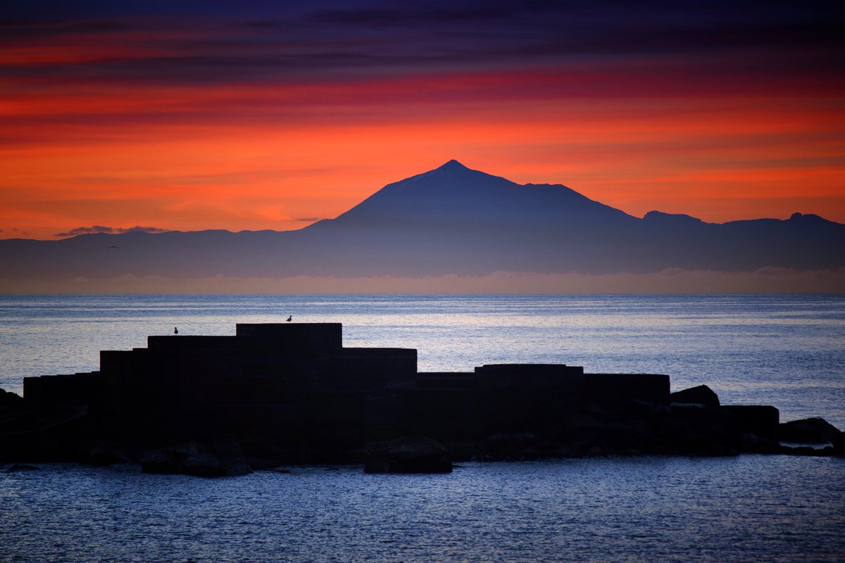 🏆 Dos gaviotas en el podio palmero, en #LosCancajos, desafiándose para ver quién es la ganadora en el vuelo hacia #Tenerife y se corona en el podio chicharrero del Teide 🏔️ 

#BreñaBaja #LaPalma #Canarias