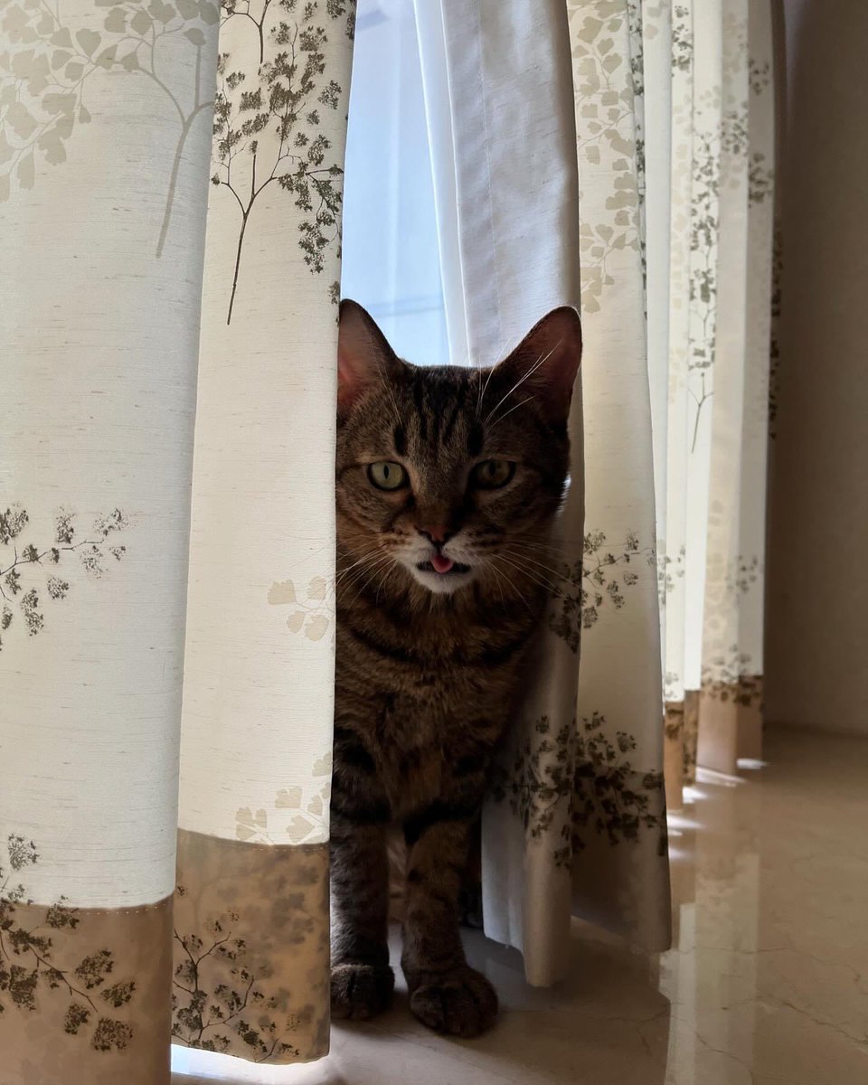 舌ペロ👅
なにか話しかけてそう☺️💕

#猫好きさんと繋がりたい
#ねこねこはっちゃんねる
▶︎ <a href="/CatsHATCHANNEL/">ねこねこはっちゃんねる</a>