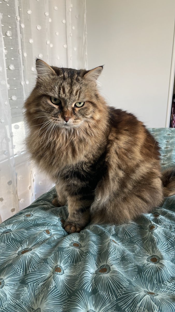 <a href="/ProductHunt/">Product Hunt 😸</a> meet Youpi, our office cat