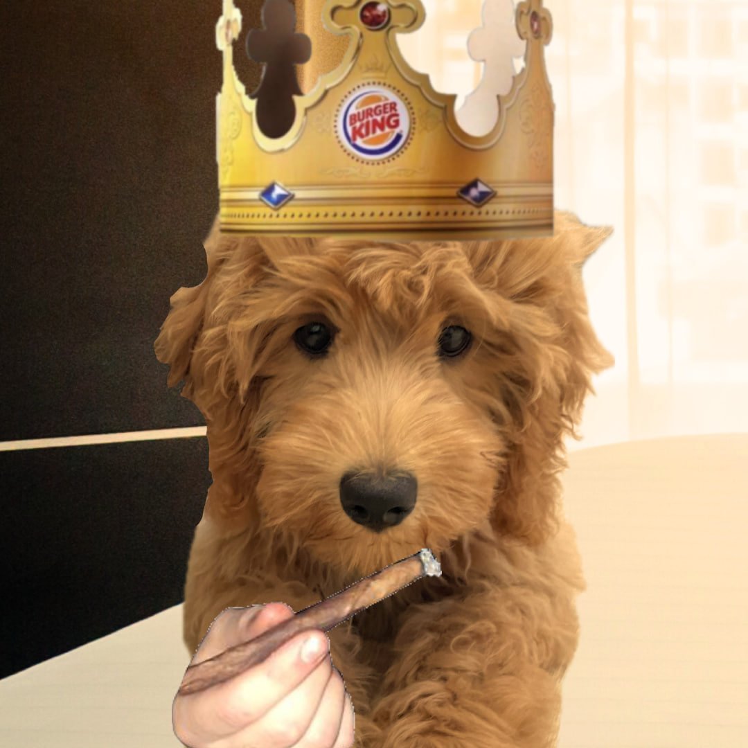 Dolly 🐩 tweet media